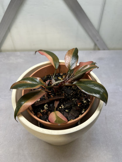 Philodendron Black Cardinal Variegata