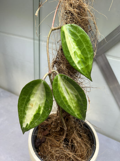 Hoya Latifolia POG  (Pot of Gold) Nr. 1