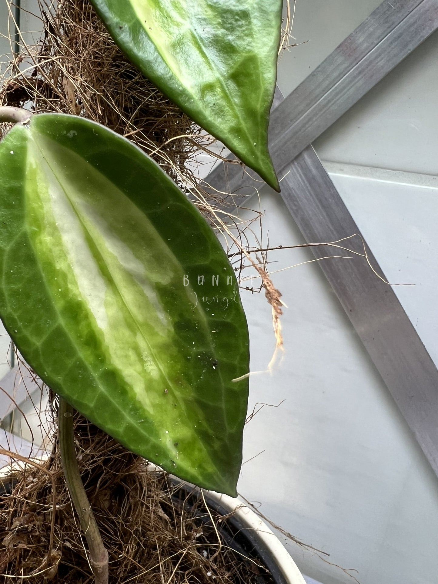 Hoya Latifolia POG  (Pot of Gold) Nr. 1