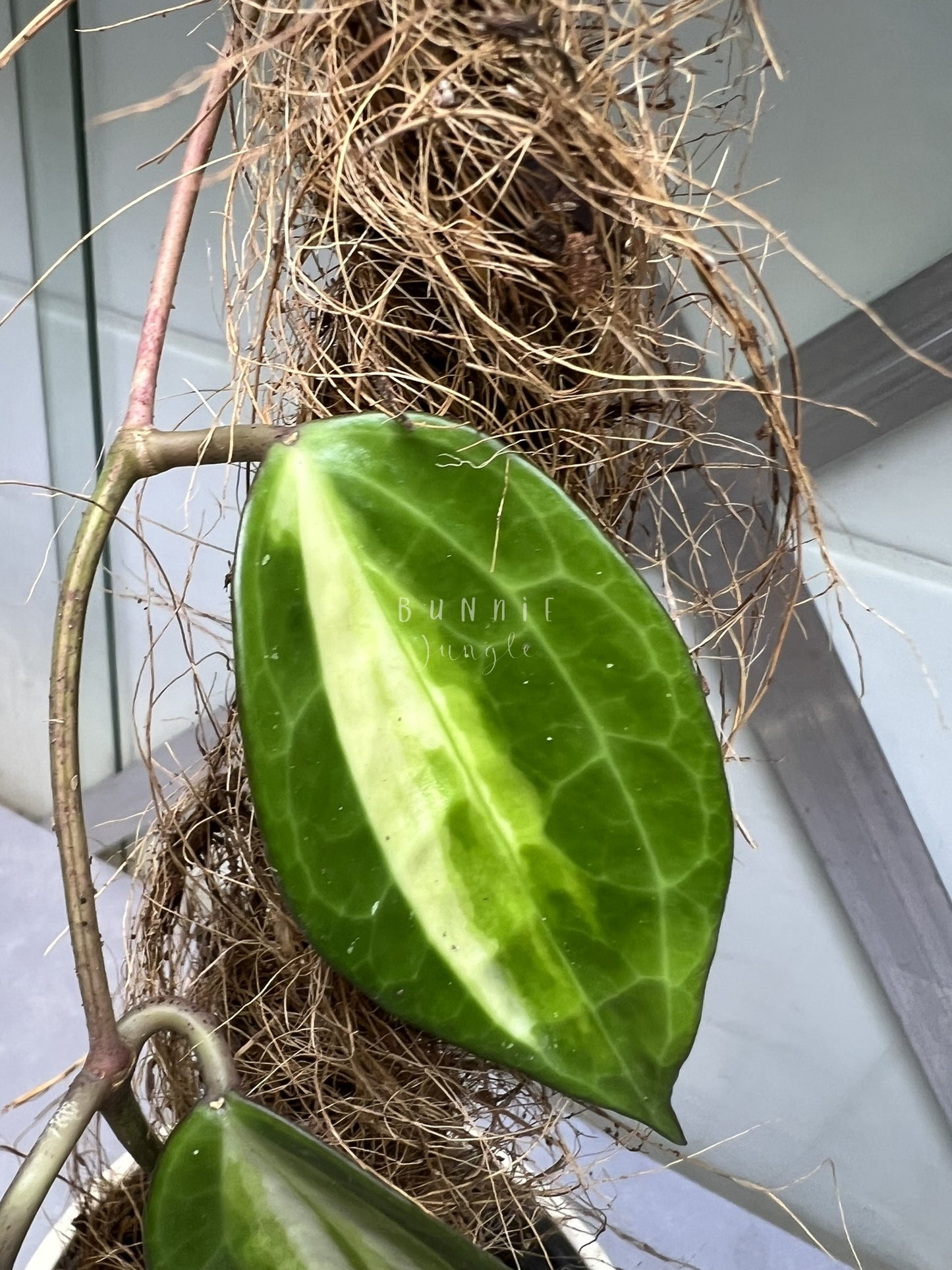 Hoya Latifolia POG  (Pot of Gold) Nr. 1