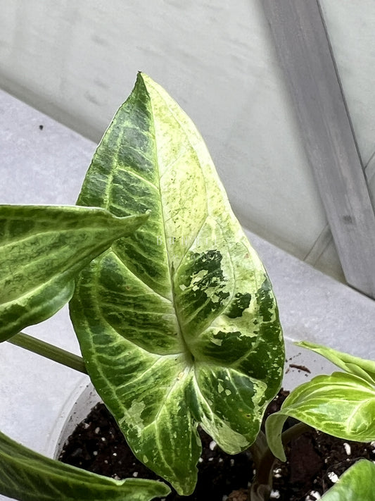 Syngonium Batik Variegata Nr. 1