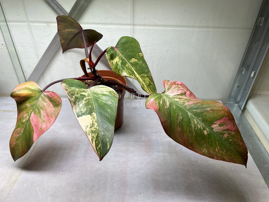 Philodendron Strawberry Shake Nr.1