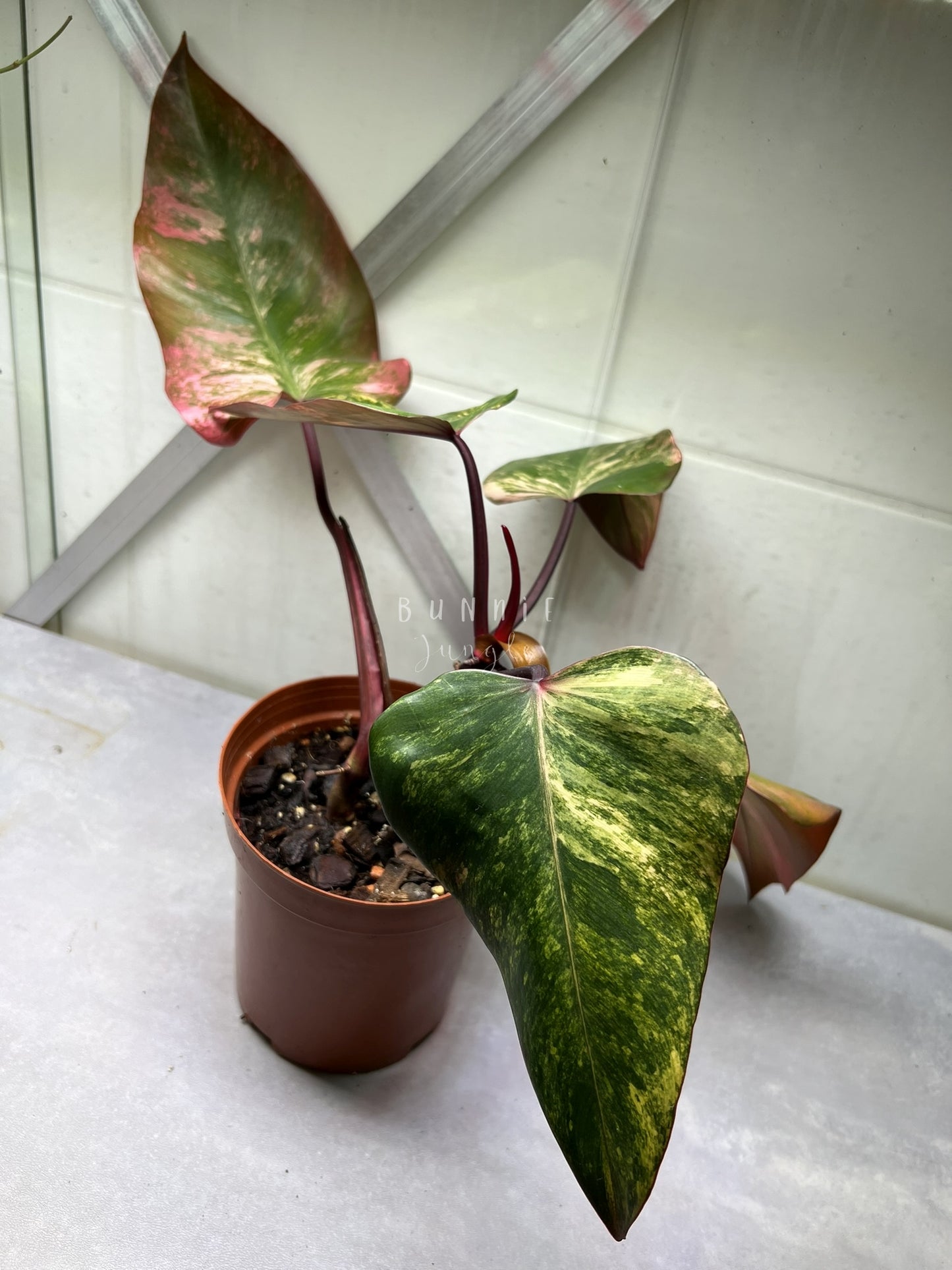 Philodendron Strawberry Shake Nr.1