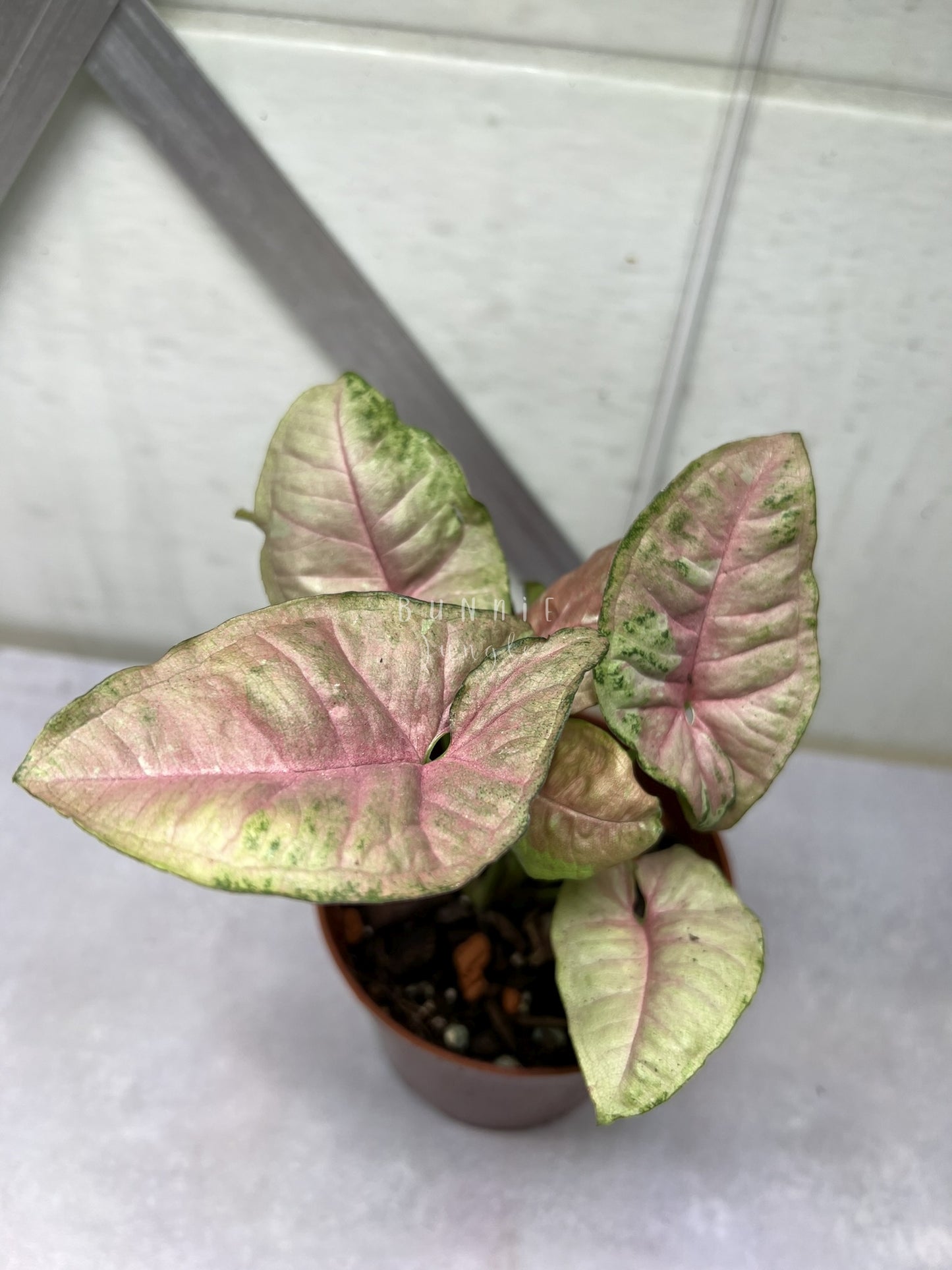 Syngonium Pink Candy Nr. 1