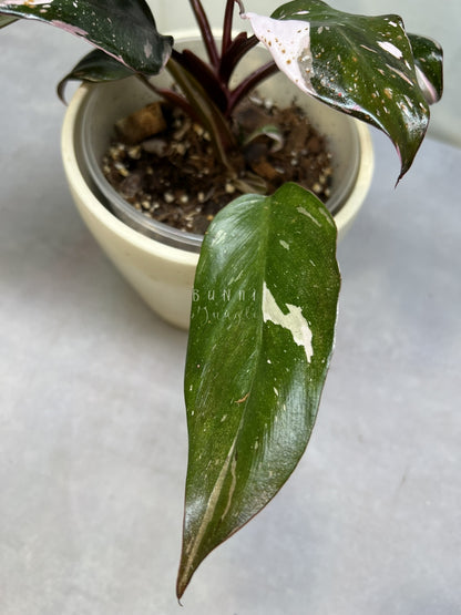 Philodendron Red Anderson Variegata