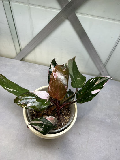 Philodendron Red Anderson Variegata